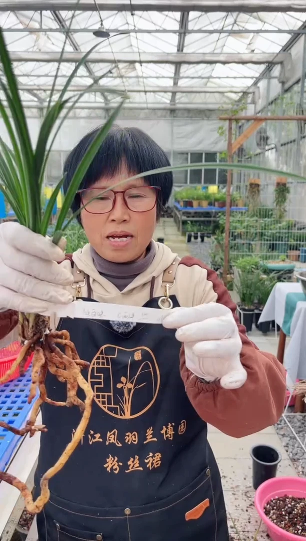 当前无花朵，栽培后可花朵人**味西神，，，人生百味