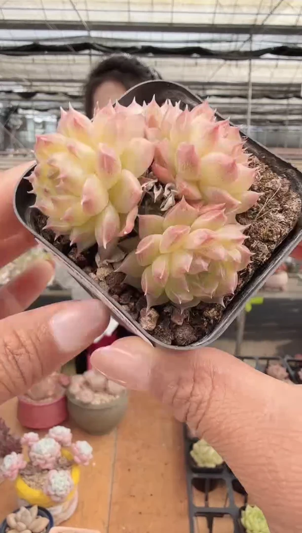 东云多肉园新款-235