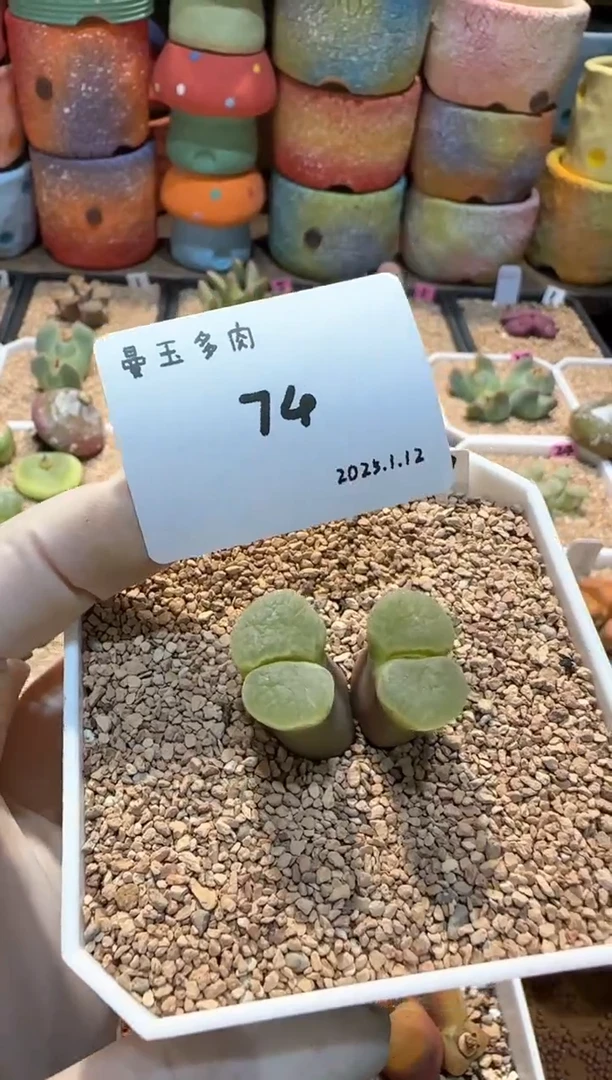 【闪购商品】25.1.12-74