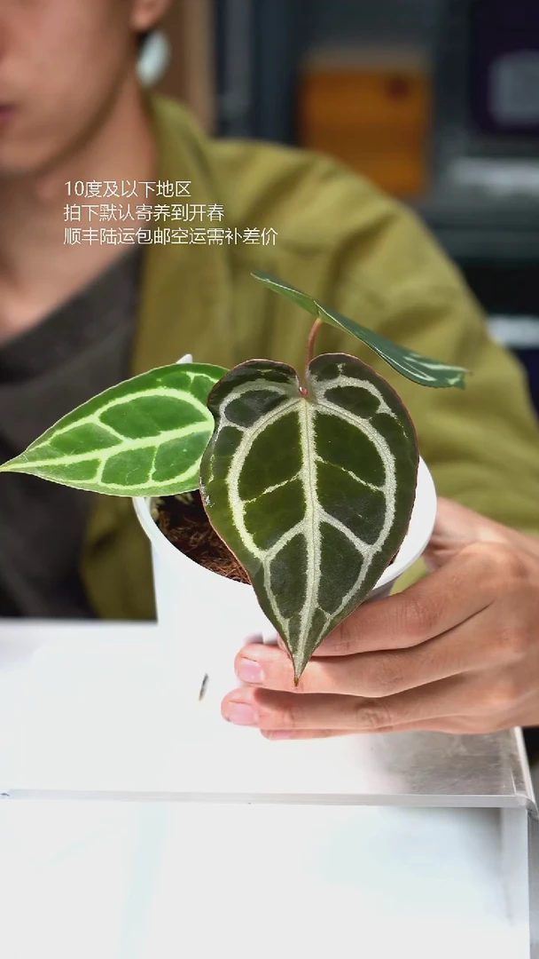 完全开放黑水晶*SKG 01