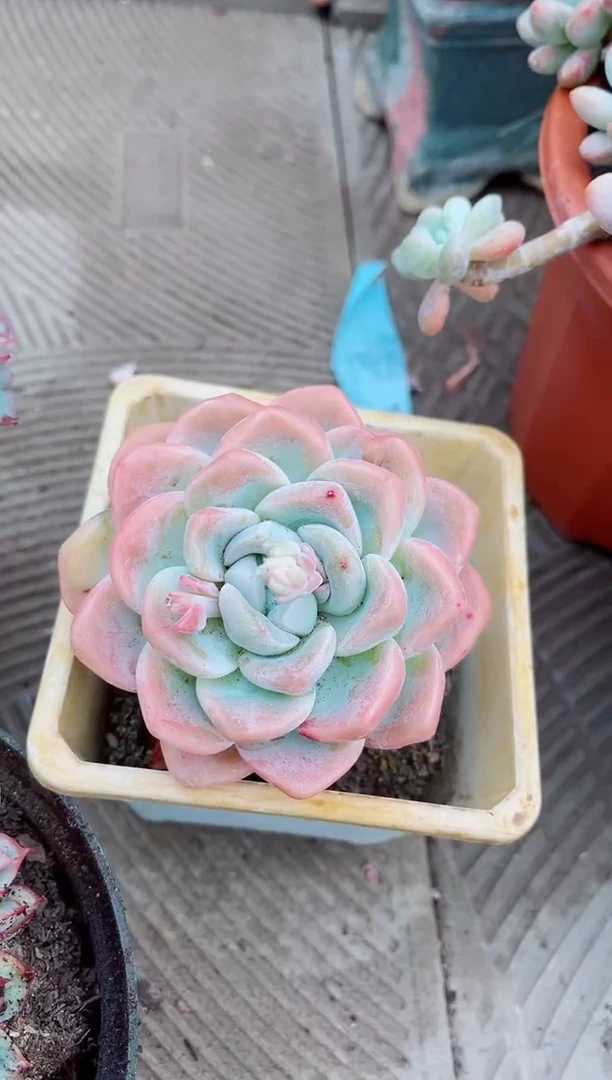 【闪购商品】06478