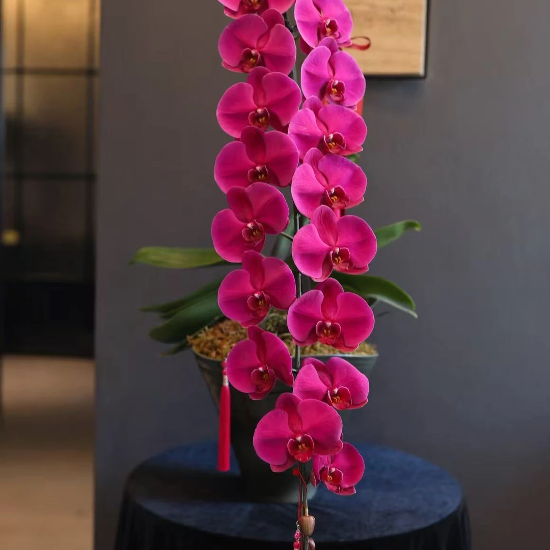 【5寸硬杯】双苗 红太阳蝴蝶兰 龙兰级别