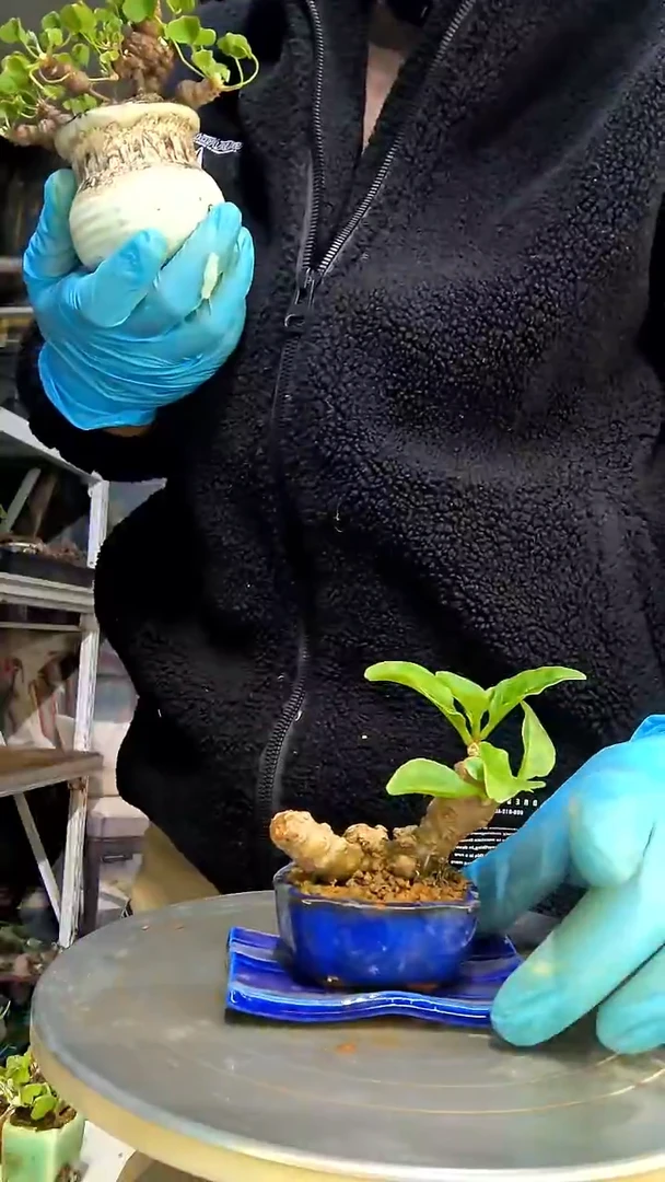 H*中青园艺一物一拍花490