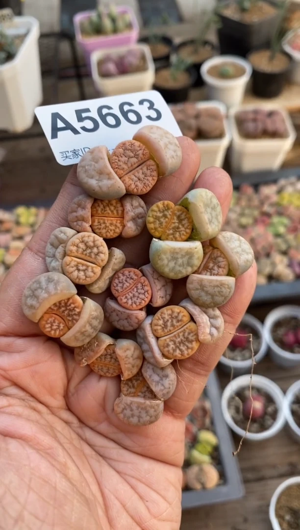 【闪购商品】5663直播一物一拍