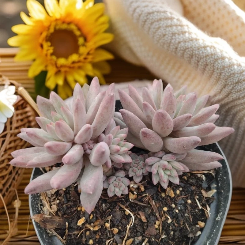 恋上多肉  虞美人  粉红  颜值高   皮实好养活   渡夏无忧