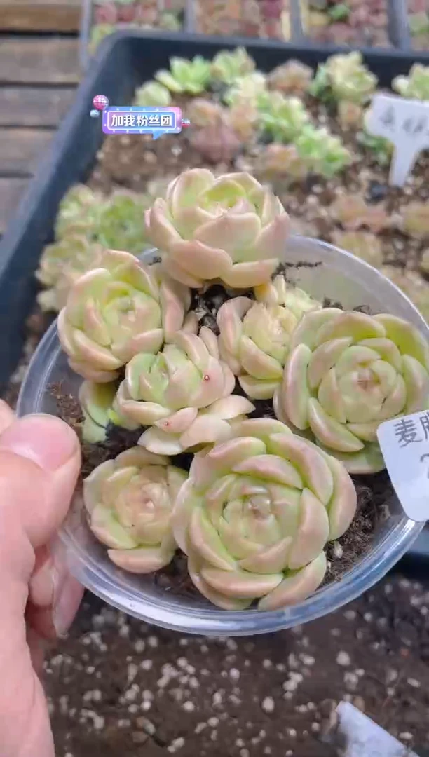 205黄胖子      量拍