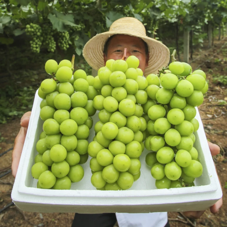 【次日达专属】新鲜采摘高原阳光玫瑰葡萄青提顺丰送货上门今天发明天到云南省