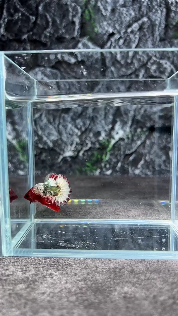 斗鱼竞拍链接A106