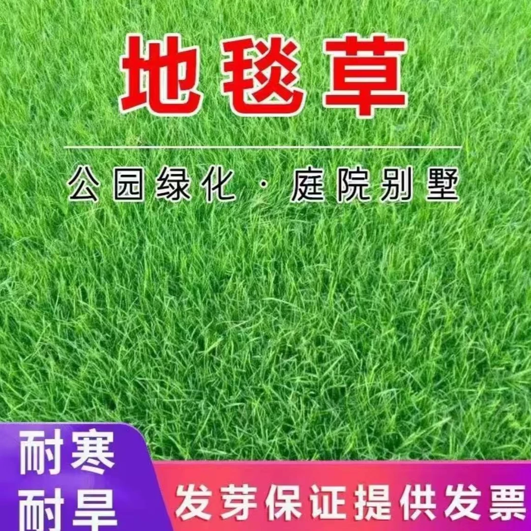 【地毯草种子】四季青免修剪绿化草皮草籽庭院别墅护坡草种子