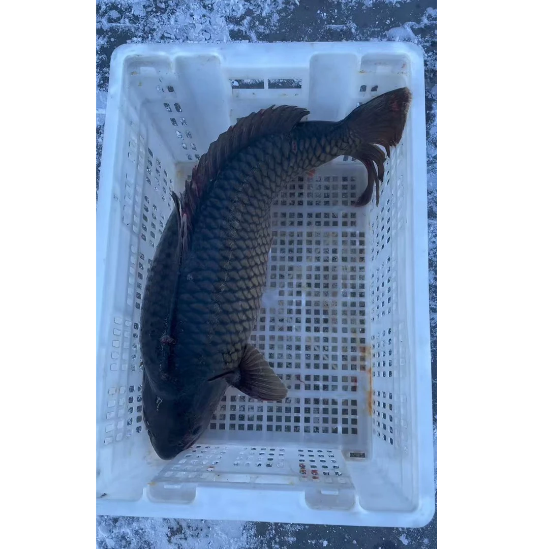 福海瑞雪冷水大鲤鱼