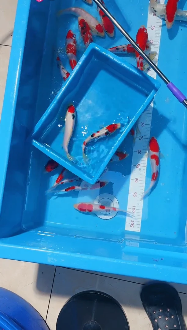 锦鲤1111111111111111