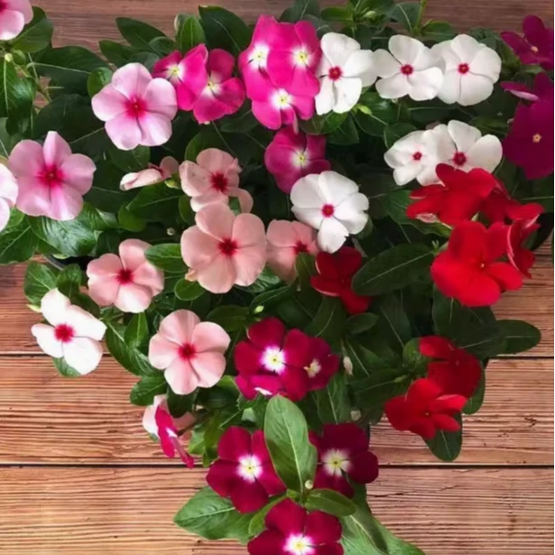 （晴天福利款）长春花苗盆栽重五瓣梅耐高温植物四季梅绿植天天开