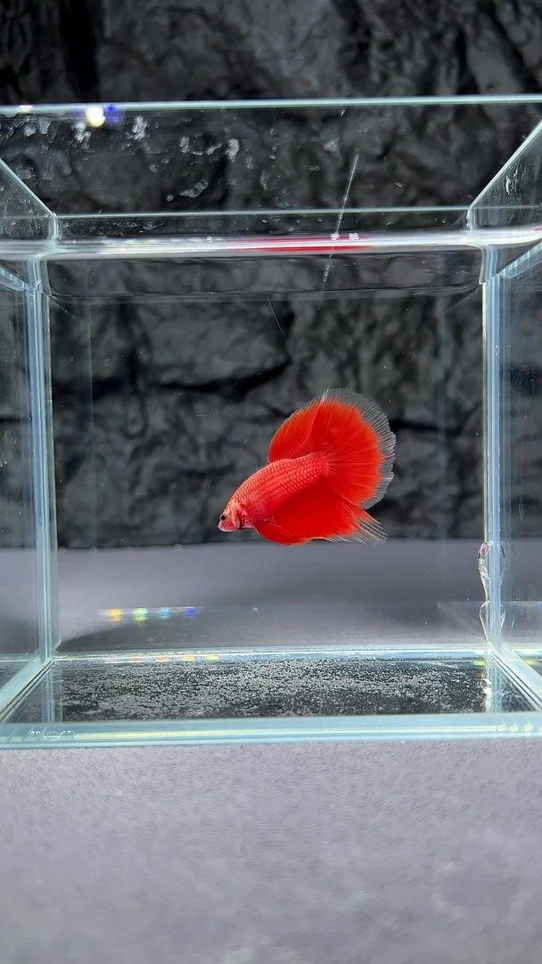 斗鱼竞拍链接077