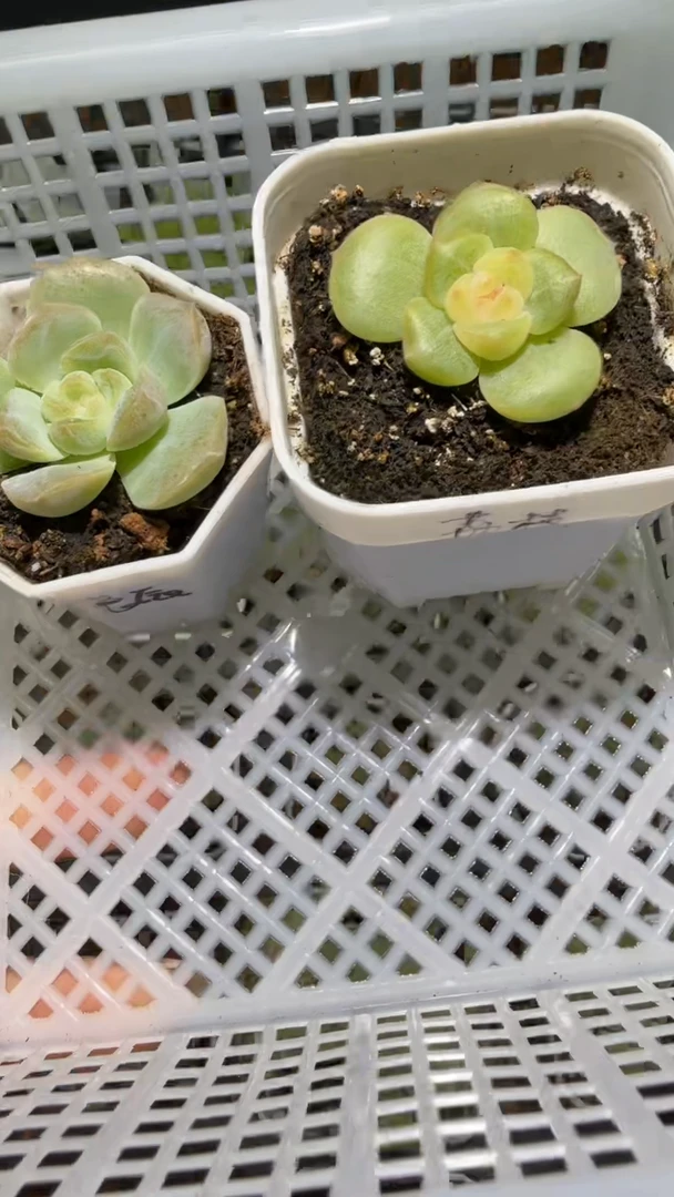 709  两颗多肉植物