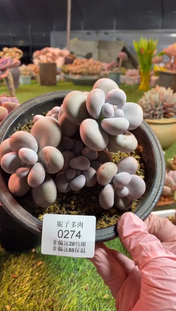 【闪购商品】0274a