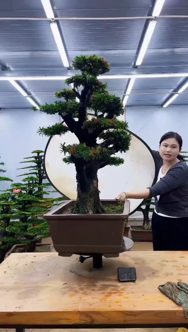 无花朵一物一拍，所见即所得