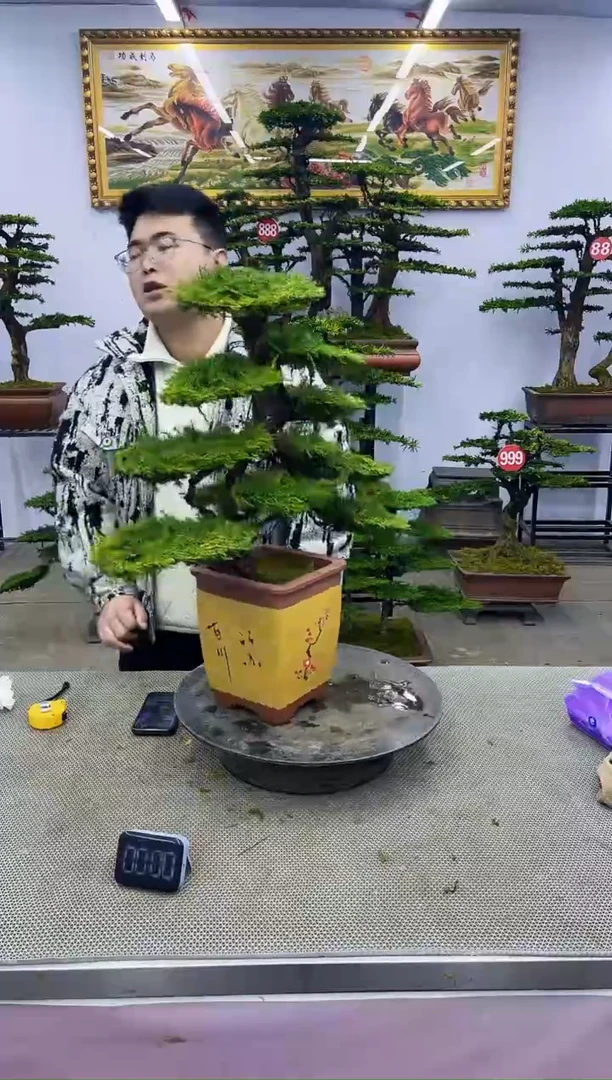 【闪购商品】八斗松/松类活物造型盆景，以直播间截图为啊啊啊啊