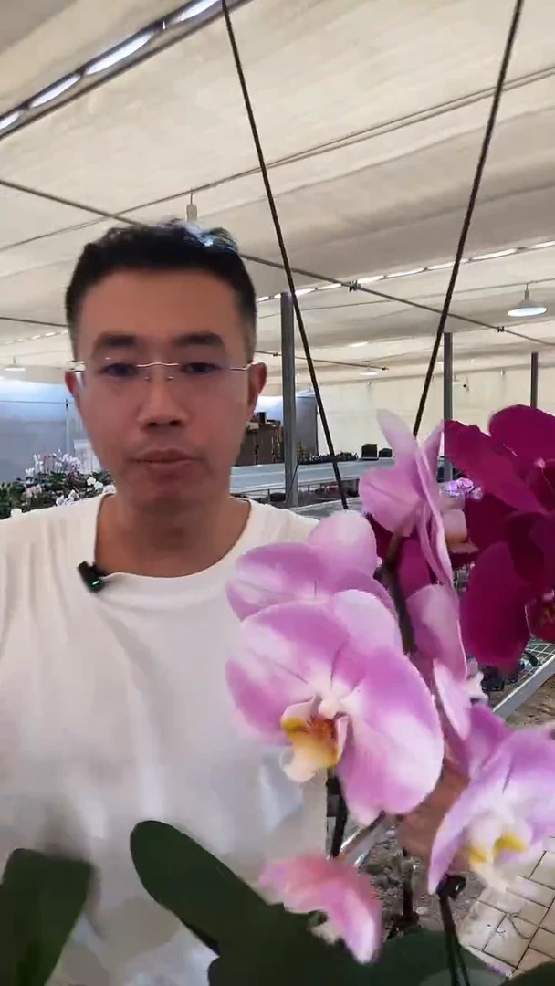 大部分开放少量花苞瑕疵明星+大辣椒带花花后苗组合，无售后