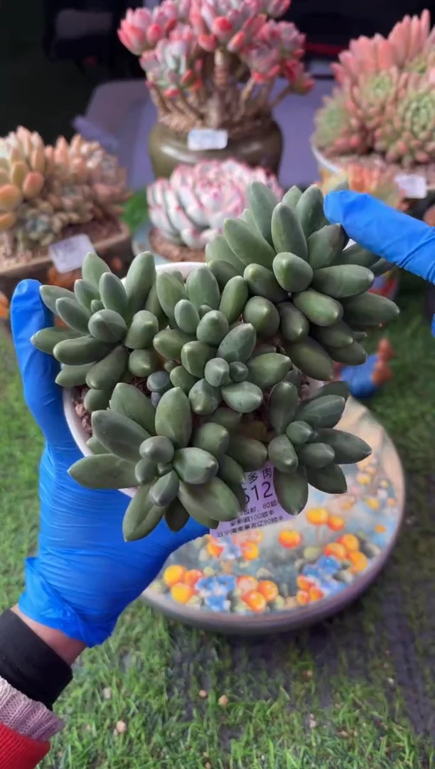 昆明印象多肉2512