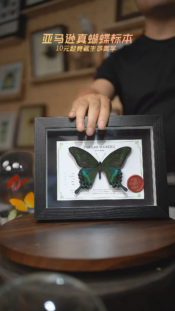 有机玻璃绿带翠凤蝶夏型8寸黑框国风版