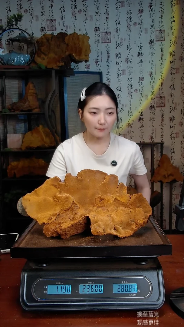 松针层孔菌中国大陆【藏区】松树桑黄（2.38斤）40-50年份
