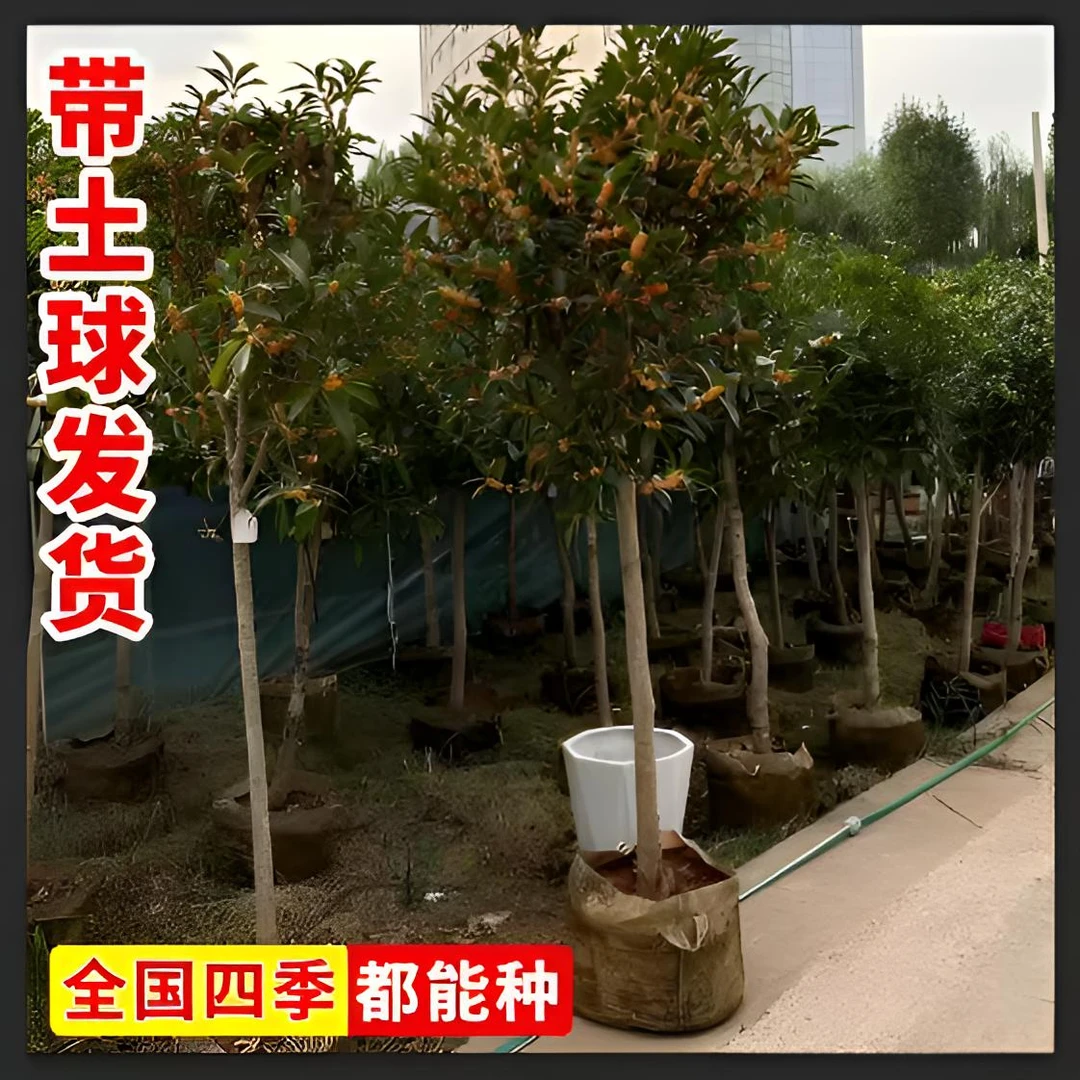 红花丹桂桂花十里桂花带土球桂花全国四级十里飘香