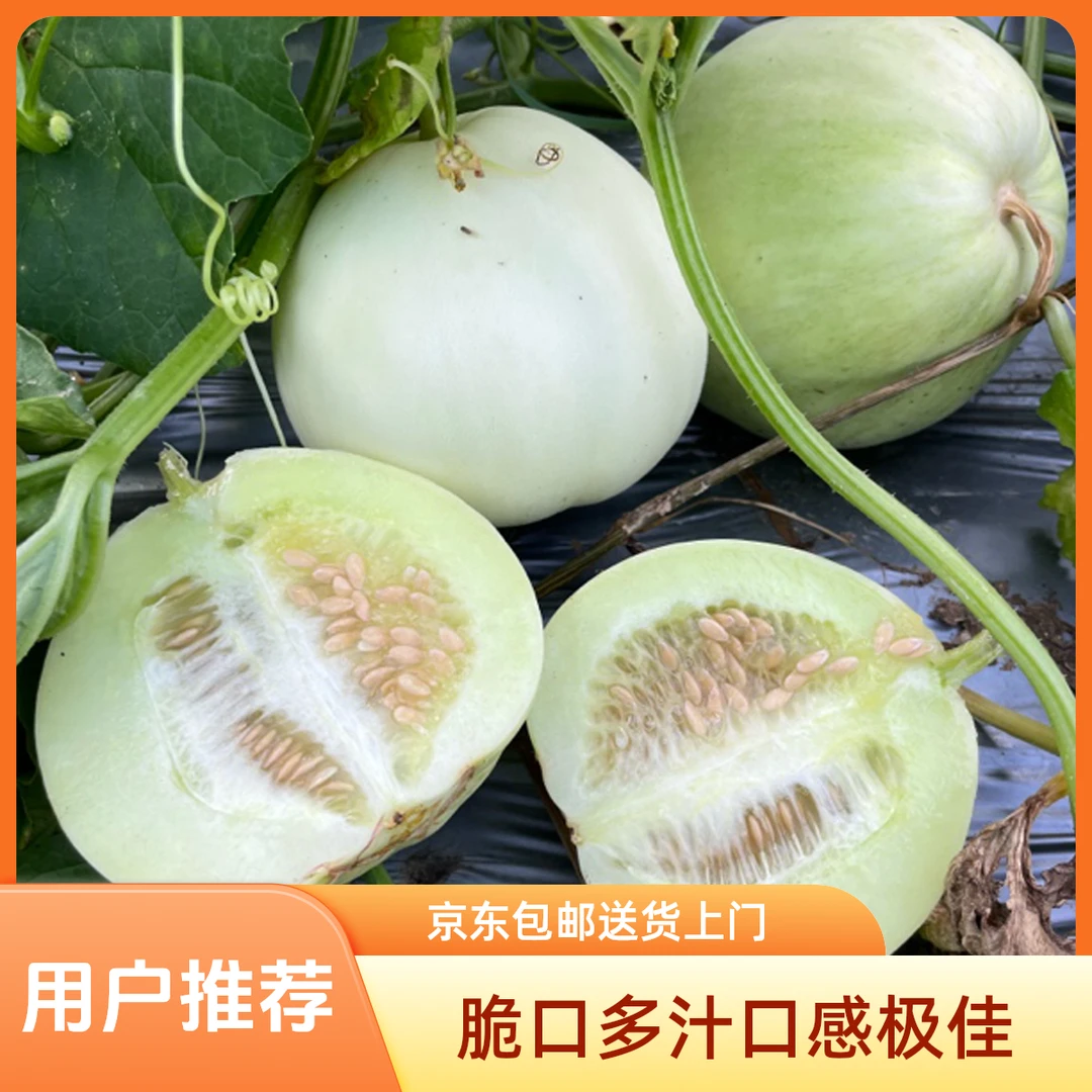 浏阳船仓头茬脆口甜瓜京东包邮
