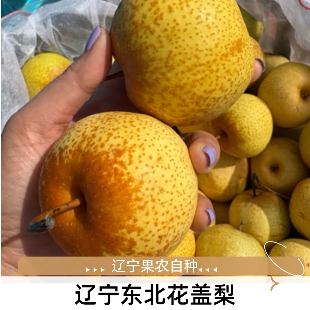 【顺丰包邮】东北花盖梨5斤脆甜不涩软糯爆汁带花盖发货 坏果包赔