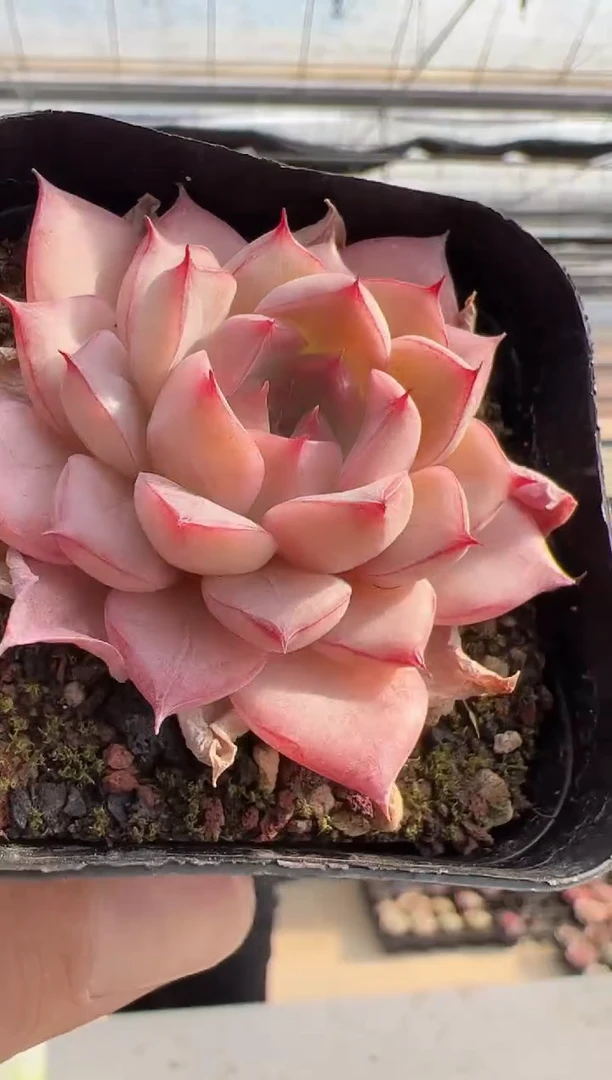 【闪购商品】新款多肉-199