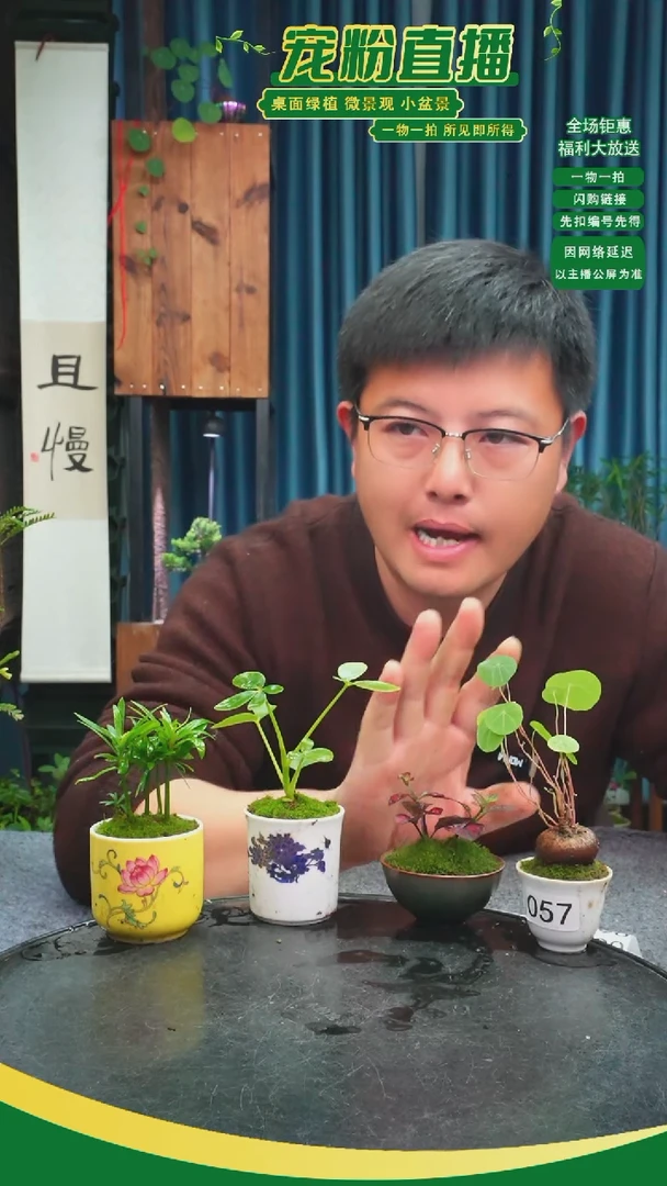 无花朵3*9苔藓微景观057号