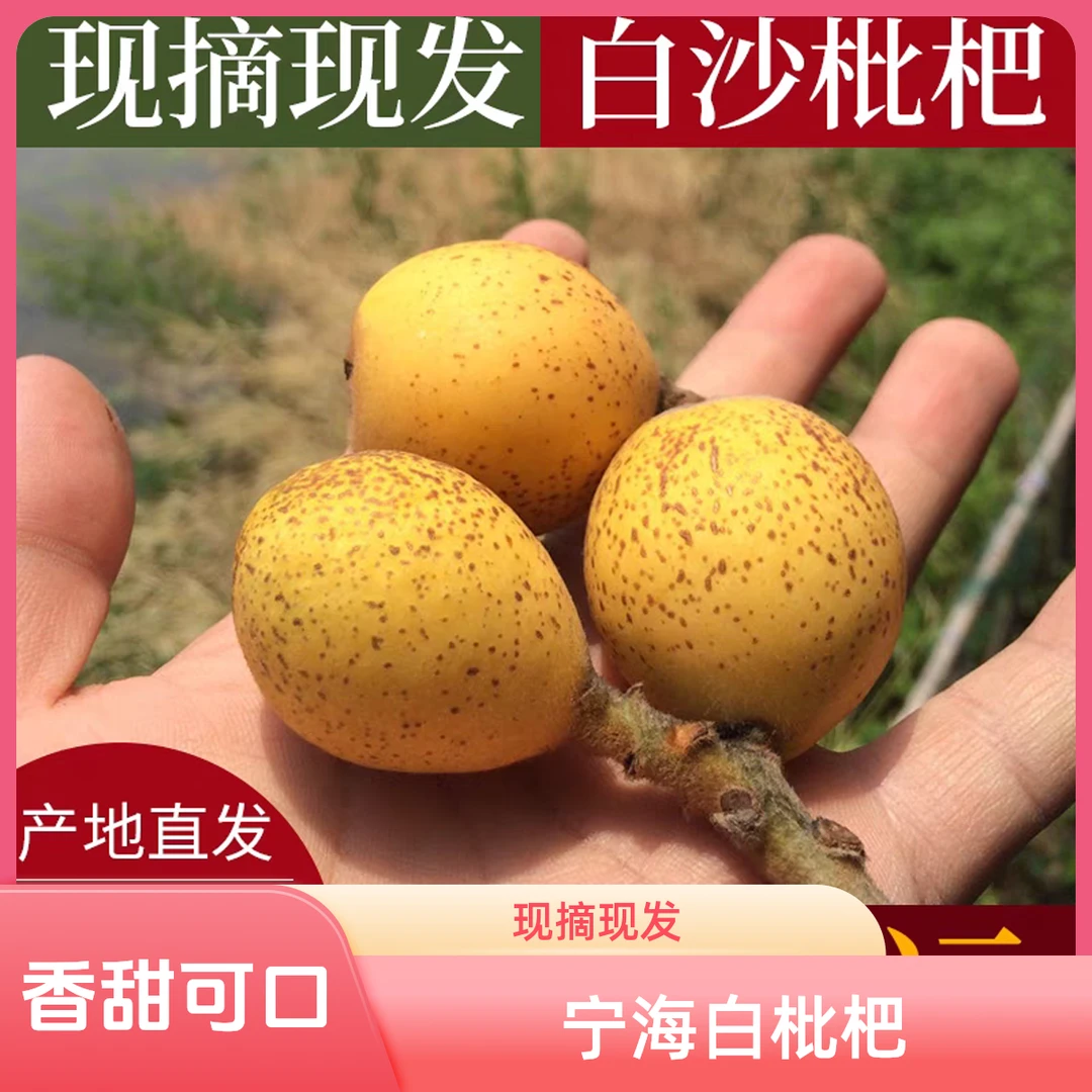【特级大果宁海白枇杷】浙江东山白玉枇杷同款新鲜水果现摘现发顺丰