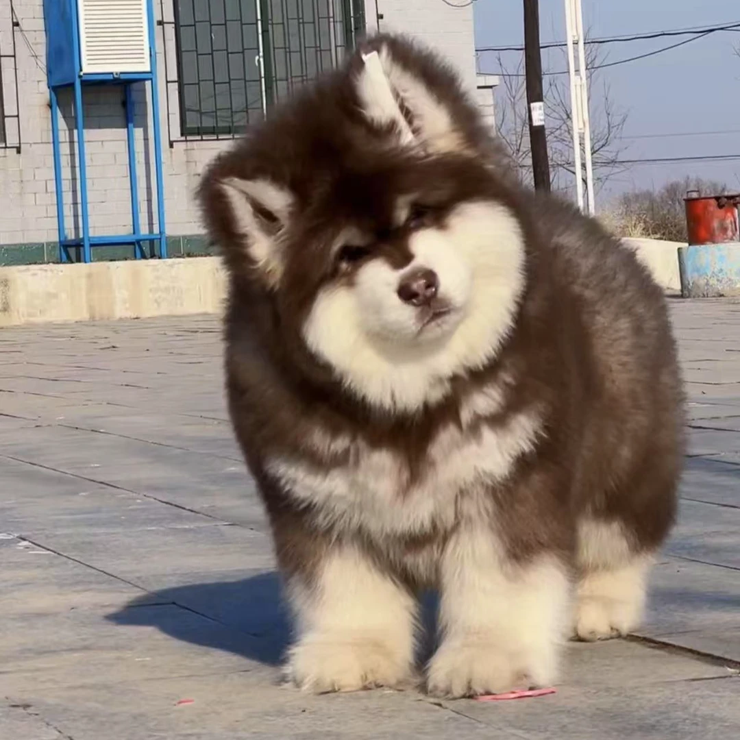【悠悠家】活体狗精品阿拉斯加雪橇犬