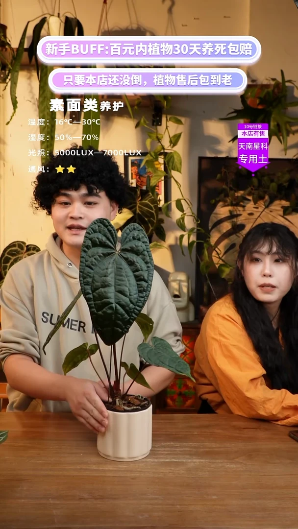 不开花植物龙奢（夜龙x奢华）