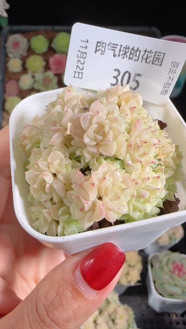 1122-305群生不包整