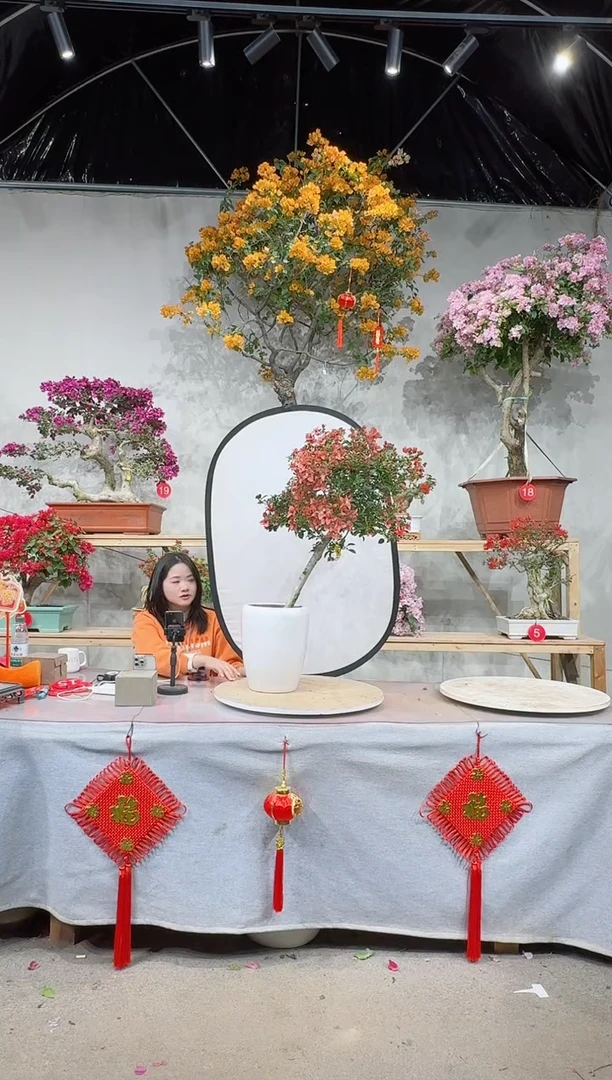 【闪购商品】盆景卡亚塔