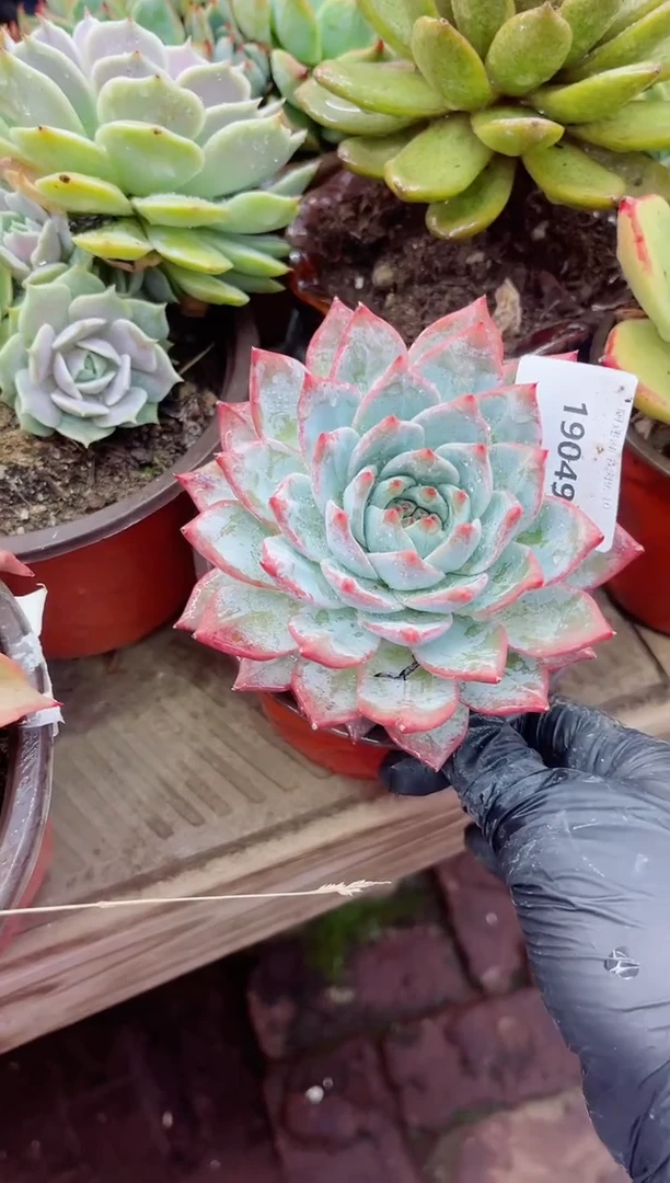 宠*吖19049多肉植物一物一拍
