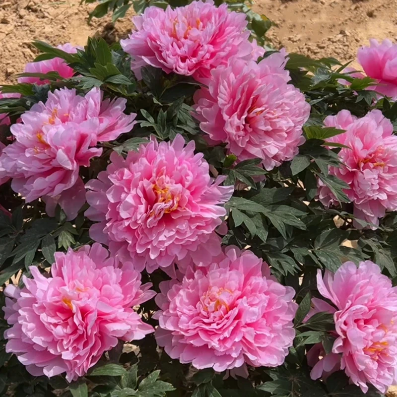 （观音面）名贵粉色系牡丹花苗先发花肥秋天发苗基地开花直发品