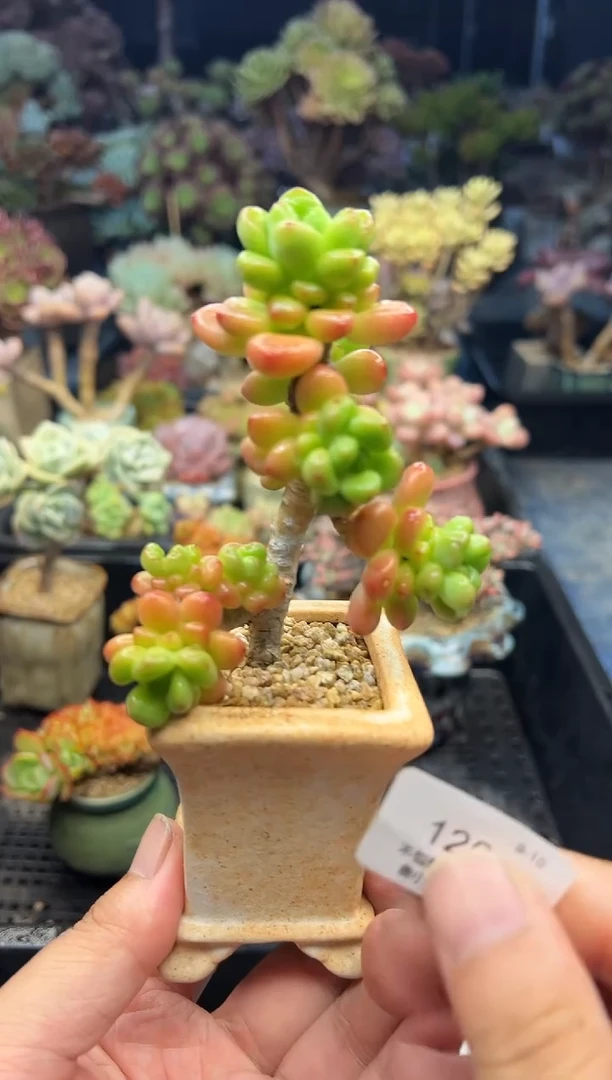 郑*120         不带盆