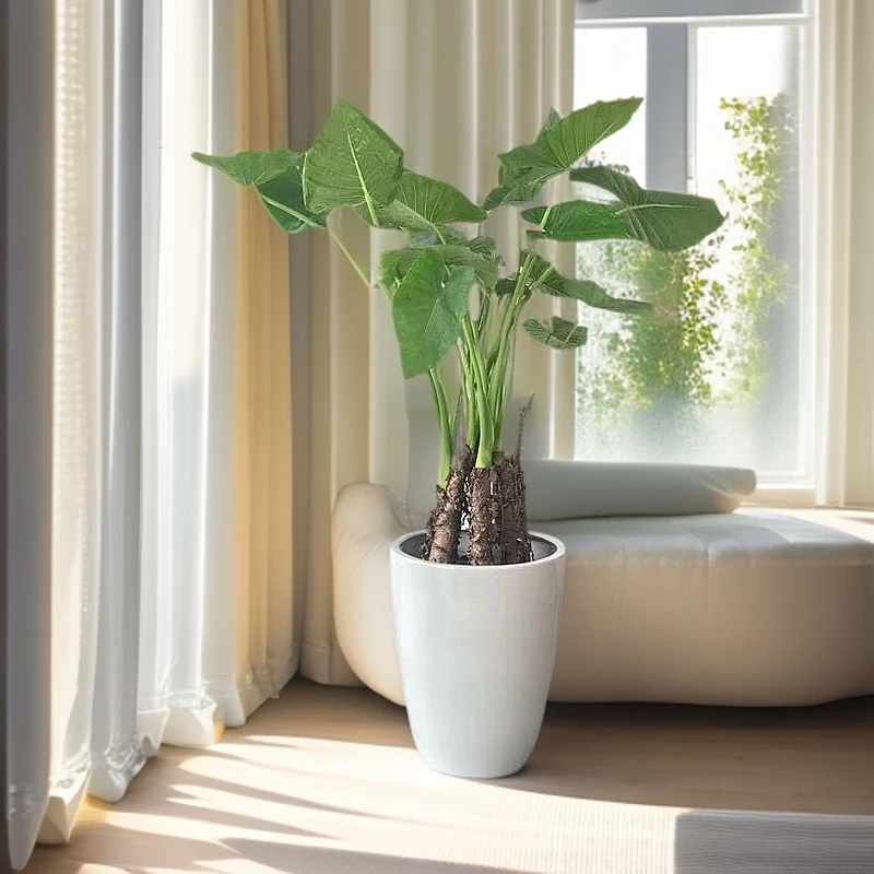 大型网红滴水观音水培土培开花室内水培四季开花绿植