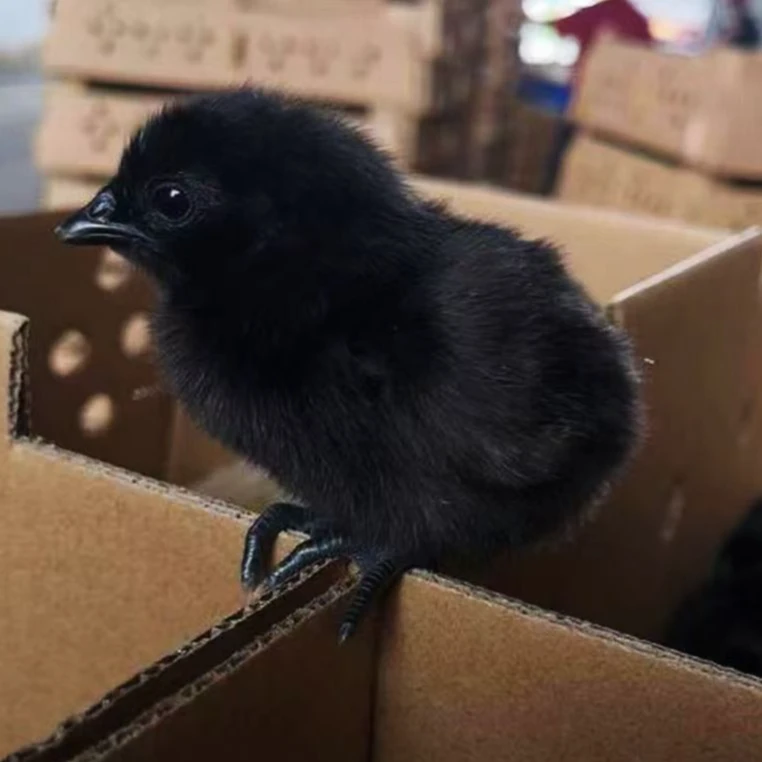 宠物鸡可爱小黑鸡小麻鸡混合装 买40只送8只（到手48只）