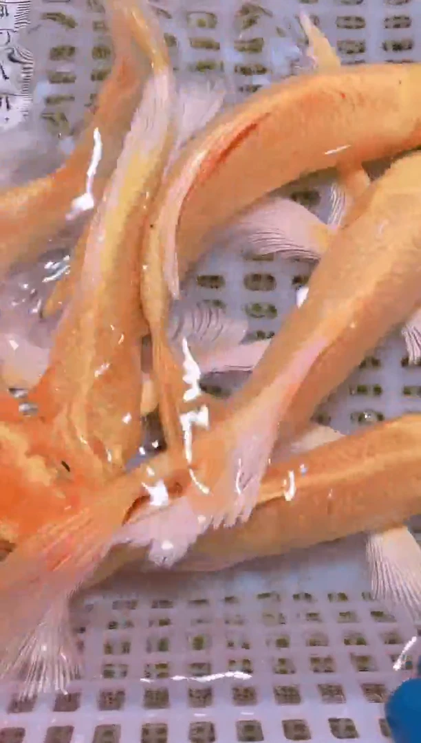 锦鲤冷水观赏鱼全场包邮22