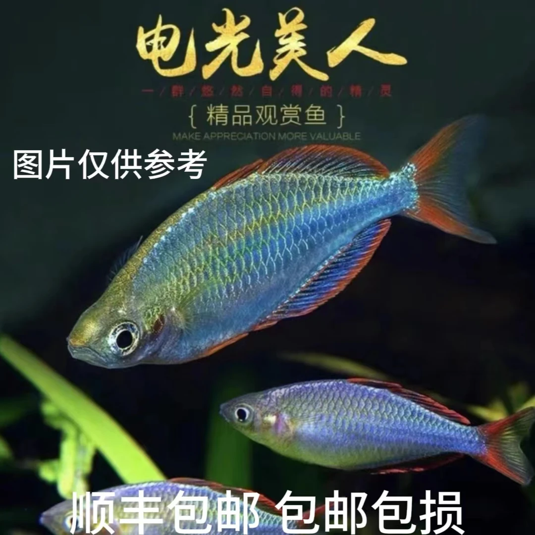 超萌萌宠 电光美人鱼热带观赏鱼