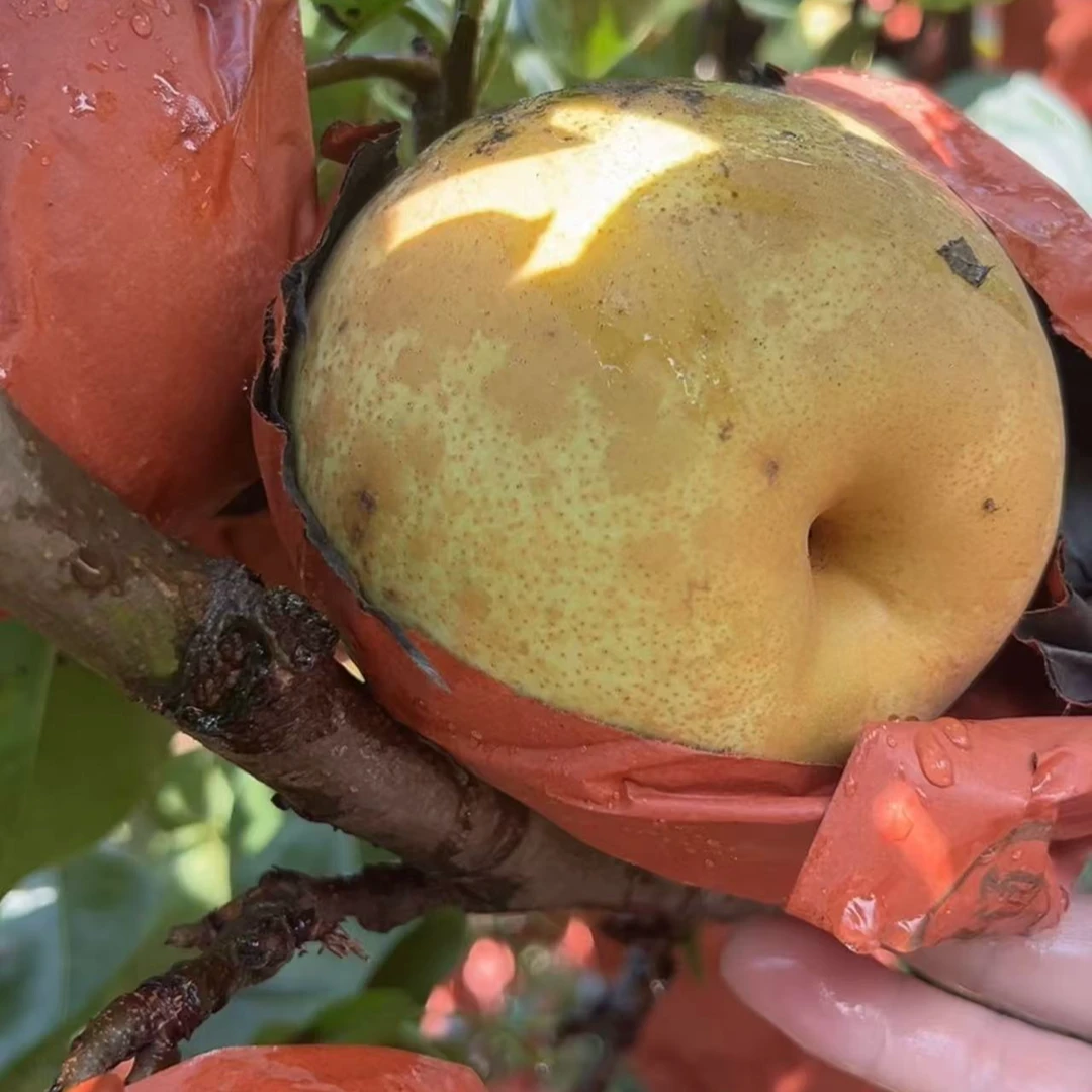 广西青花梨（农家果园现摘）皮薄肉厚多汁口感好脆甜