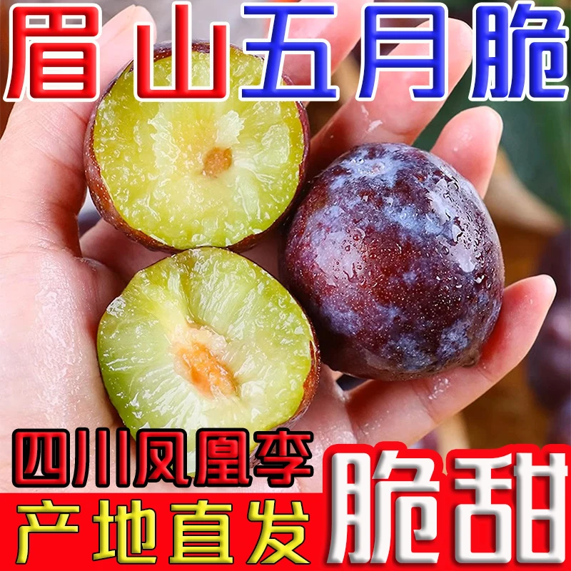 正宗四川眉山五月脆凤凰李当季新鲜水果脆甜多汁现摘现发产地直发