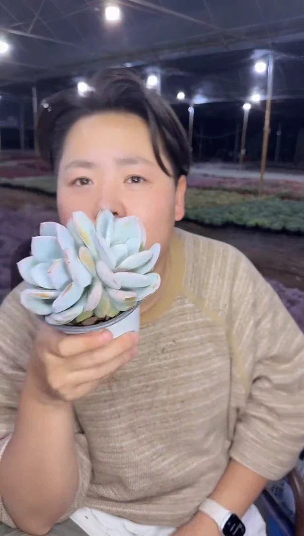 双头起奶茶带盆土5.33