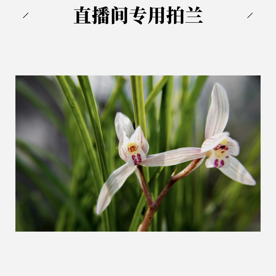 兰花绿植（直播间专用)一物一拍私自下单不发货