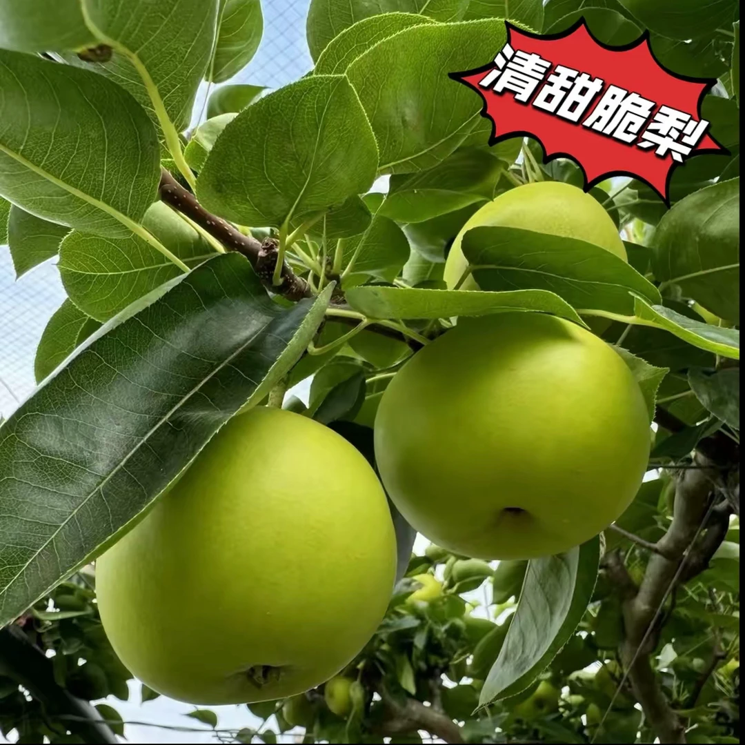 正宗湖北青皮梨青甜多汁无渣新鲜应季水果4.5斤坏果包赔/包邮