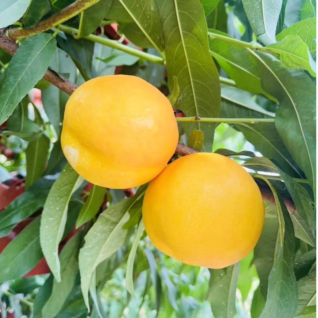 【汇峰农场】天津本地芒果油桃5斤（±2）新鲜采摘 顺丰包邮