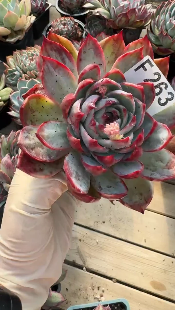 F263惊鸿仙子（裸根发货）