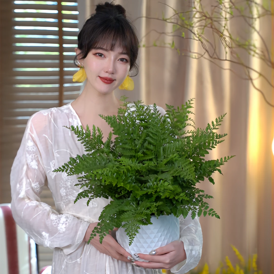 超大盆吉姆蕨室内好养基地原盆耐阴绿植盆栽好养四季常青观叶植物
